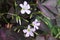 Purple shamrock flower in a pot at a house