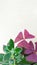 Purple shamrock Oxalis triangularis makes your home decoration ideas looks great