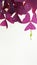 Purple shamrock Oxalis triangularis makes your home decoration ideas looks great