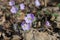 Purple Sharp-Lobed Hepatica Hepatica acutiloba in Wisconsin early spring