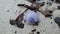 Purple Shell from Purple Sea Snail on Sand Beach during Sunrise on Koh Samui Island, Thailand.