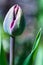 Purple shiny firm Tulip flower bud macro isolated, cool light, blue green
