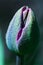 Purple shiny firm Tulip flower bud macro isolated, cool light, blue green