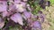 Purple shiso herb plants in a garden