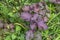 Purple shiso, Japanese herb