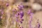 Purple showy penstemon flower Penstemon spectabilis