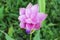 Purple Siam Tulip