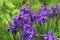 Purple Siberian iris blooms perch on tall stems after a spring shower