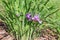 Purple Siberian Iris flower with plants, Irish sibirica