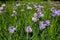 Purple Siberian Irises in Bloom by the Bridge