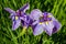 Purple Siberian Irises in Bloom Closeup