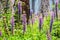 Purple Silver lupine Lupinus albifrons wildflowers