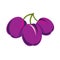 Purple simple vector plum, ripe sweet fruits illustration. Healthy and organic food, harvest season symbol.