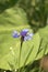 Purple single cornflower in a green field