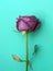 Purple single rose on blue background.