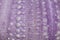 Purple skeleton pattern of Sea urchin. Close up of Disambiguatio as background. Closeup background of skeletons of shell in shades