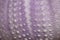 Purple skeleton pattern of Sea urchin. Close up of Disambiguatio as background. Closeup background of skeletons of shell in shades