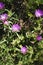 Purple Slenderleaf iceplant  in a Seattle garden