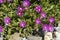 Purple Slenderleaf iceplant  in a Seattle garden