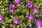 Purple Slenderleaf iceplant  in a Seattle garden