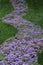 Purple small flowers in a flower bed on a green lawn in the form of a river