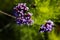 Purple small flowers growing by the sea