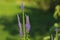 purple small flowers on long stalks