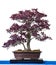 Purple smoke bush as bonsai tree