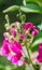 Purple snapdragon flower in the garden, close up.