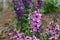 Purple snapdragon flowers