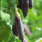 Purple Snow Peas.Seed pods of garden peas ,Pisum sativum. Fresh peas in purple pod hanging on branches in garden