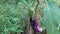 Purple Solanum melongena (Wambatu)
