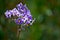 Purple Solanum wildflower growing in HuascarÃ¡n National Park