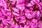 Purple sophora flower