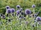 Purple Southern globe thistle flowers in a garden