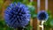 Purple southern globethistle flower in its full bloom on a blurred background