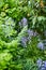 Purple spanish bluebell flowers growing, flowering on green stems in lush green bushes and shrubs in remote meadow or