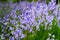 Purple Spanish bluebell flowers growing in a garden in spring. Multiple pretty and colorful perennial flowering plants