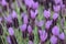 Purple Spanish Lavender Flower