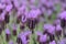 Purple Spanish Lavender Flower