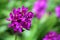 Purple Spathoglottis plicata orchid