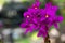 Purple Spathoglottis Plicata Orchids