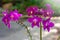 Purple Spathoglottis Plicata Orchids Flower