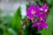 Purple Spathoglottis Plicata Orchids Flower