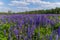 Purple speckled flowers on a meadow surrounded by green trees under a blue cloudy sky. resting place, picnic