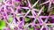 The purple sphere flower called Allium cristophi