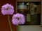 purple sphere shaped Allium flowering onion in foreground