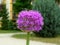 purple sphere shaped blooming Allium or onion flower macro