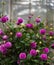 Purple spherical pion-shaped Pompom Dahlias, fresh blooming flower buds round flowers with rounded ends