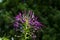 purple spider flower bloom, Cleome spinosa, with cannabis like fragrance appearance